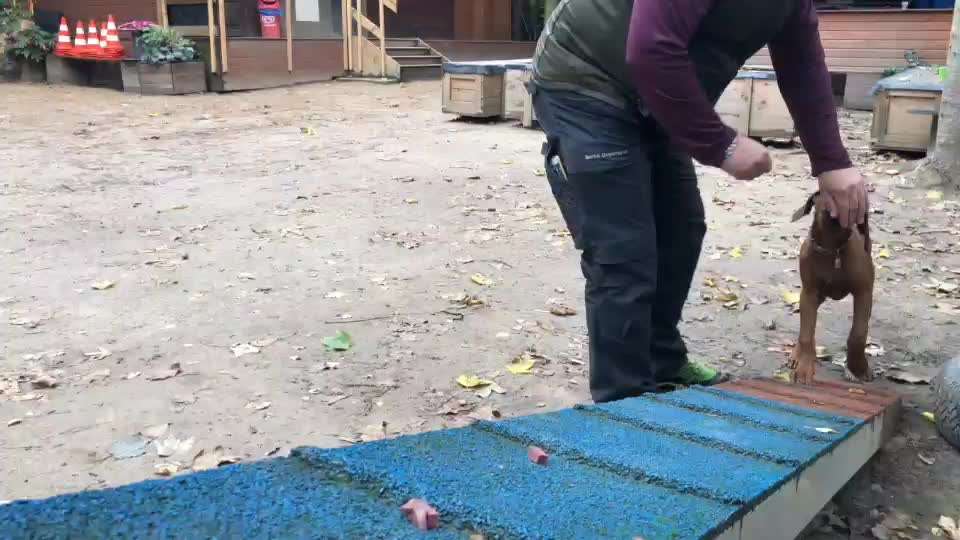 Rhodesian Ridgeback-Beitrag-Bild