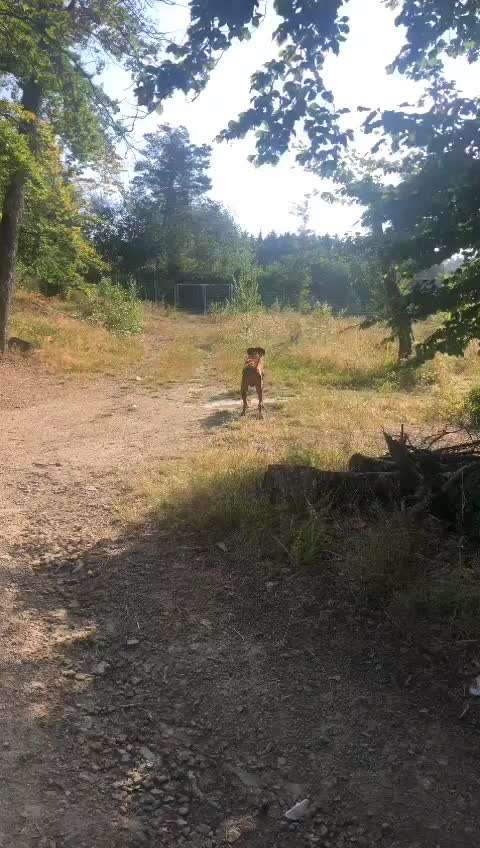 Rhodesian Ridgeback-Beitrag-Bild