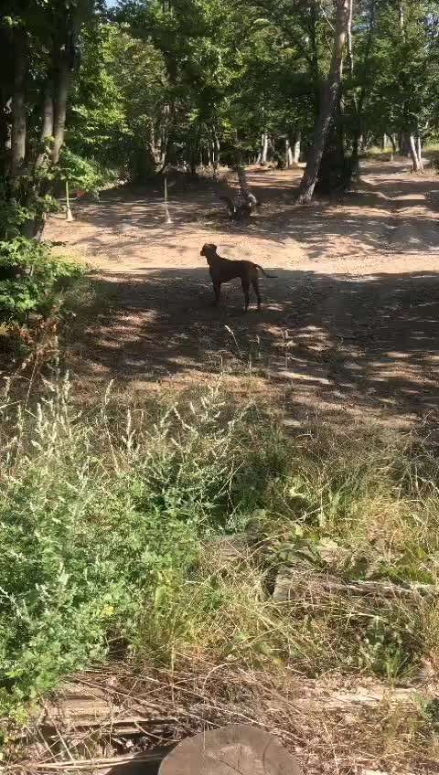 Rhodesian Ridgeback-Beitrag-Bild