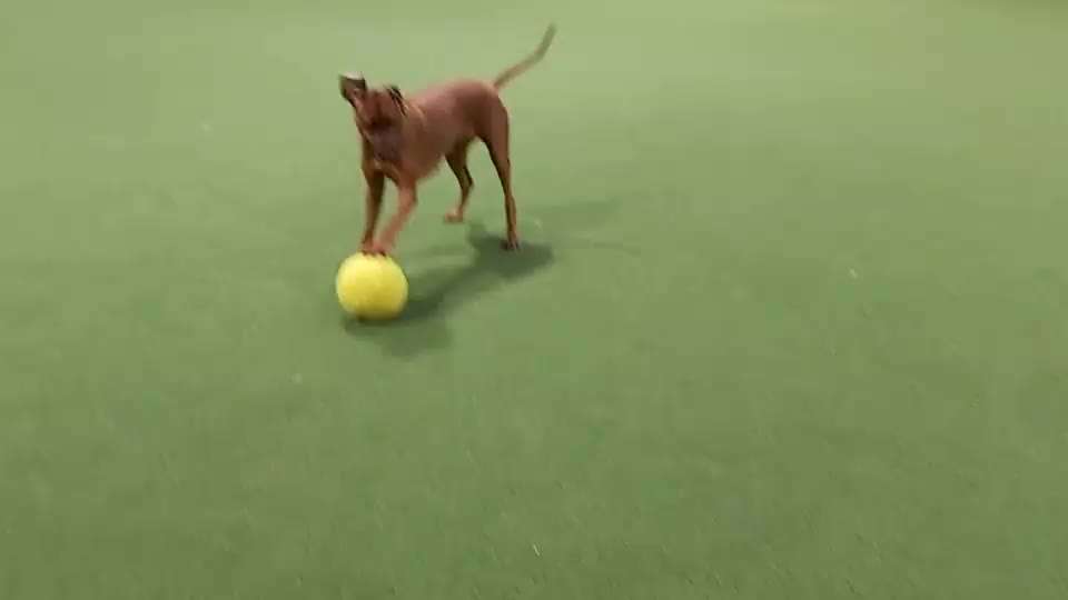 Rhodesian Ridgeback-Beitrag-Bild