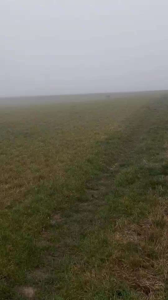 Rhodesian Ridgeback-Beitrag-Bild