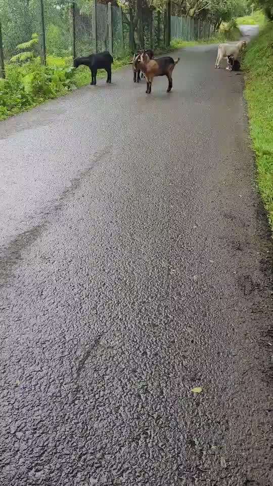 Rhodesian Ridgeback-Beitrag-Bild