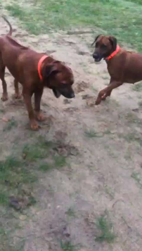 Rhodesian Ridgeback-Beitrag-Bild