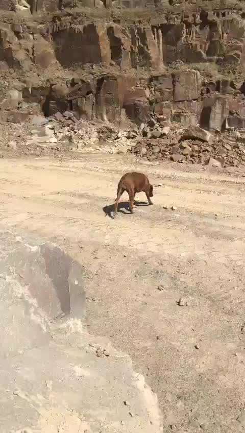 Rhodesian Ridgeback-Beitrag-Bild