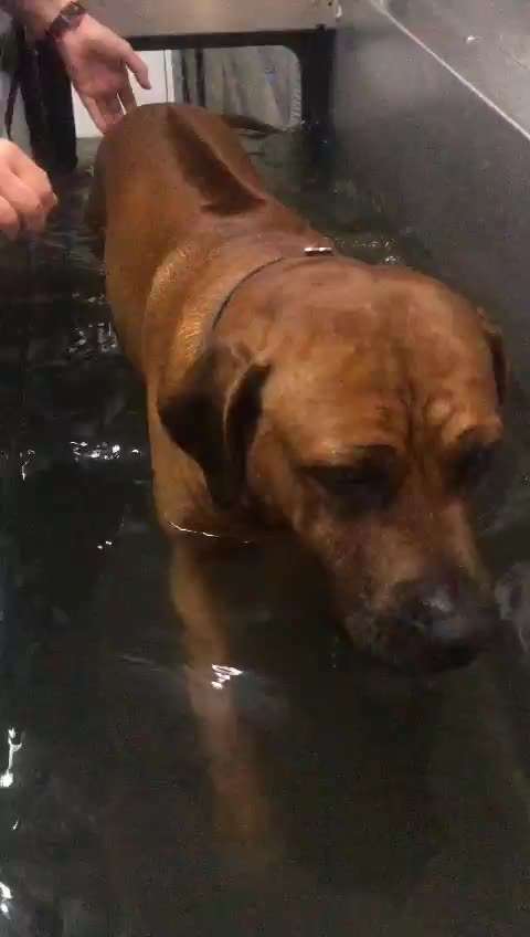 Rhodesian Ridgeback-Beitrag-Bild