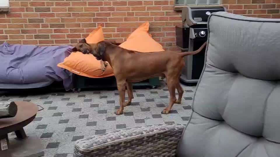 Rhodesian Ridgeback-Beitrag-Bild