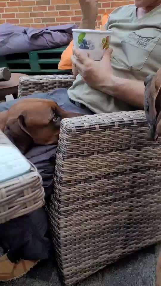 Rhodesian Ridgeback-Beitrag-Bild