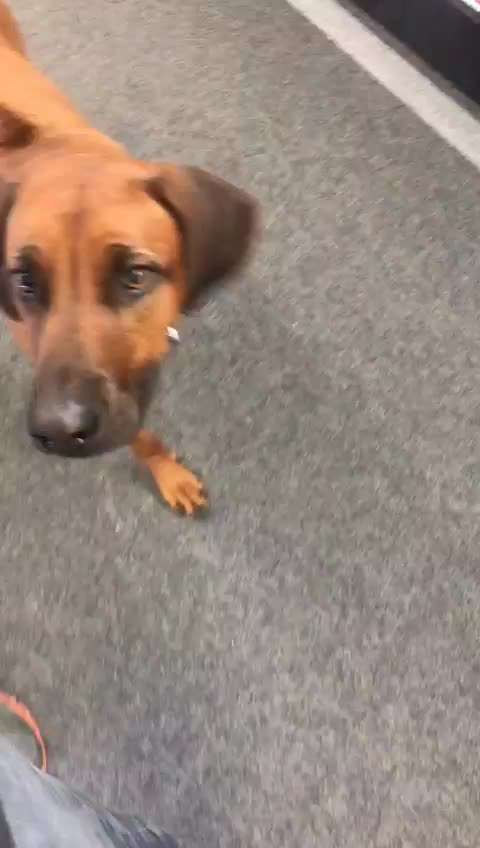 Rhodesian Ridgeback-Beitrag-Bild