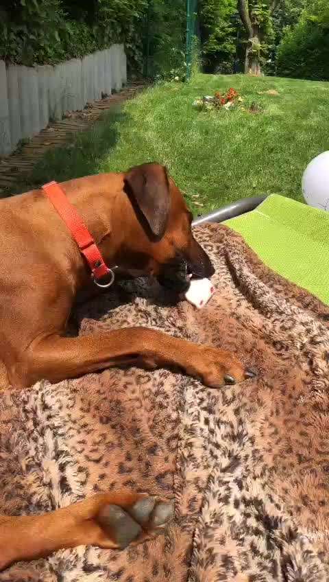 Rhodesian Ridgeback-Beitrag-Bild