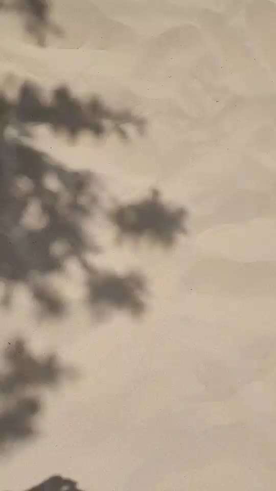 Rhodesian Ridgeback-Beitrag-Bild