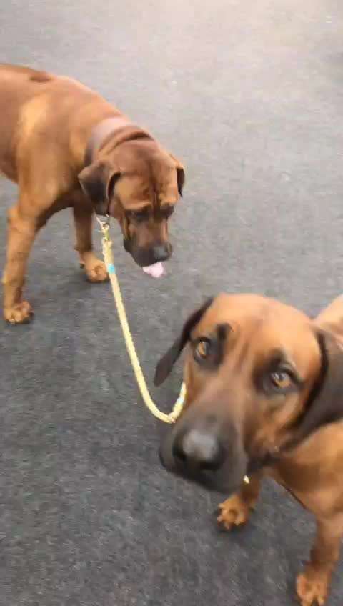Rhodesian Ridgeback-Beitrag-Bild