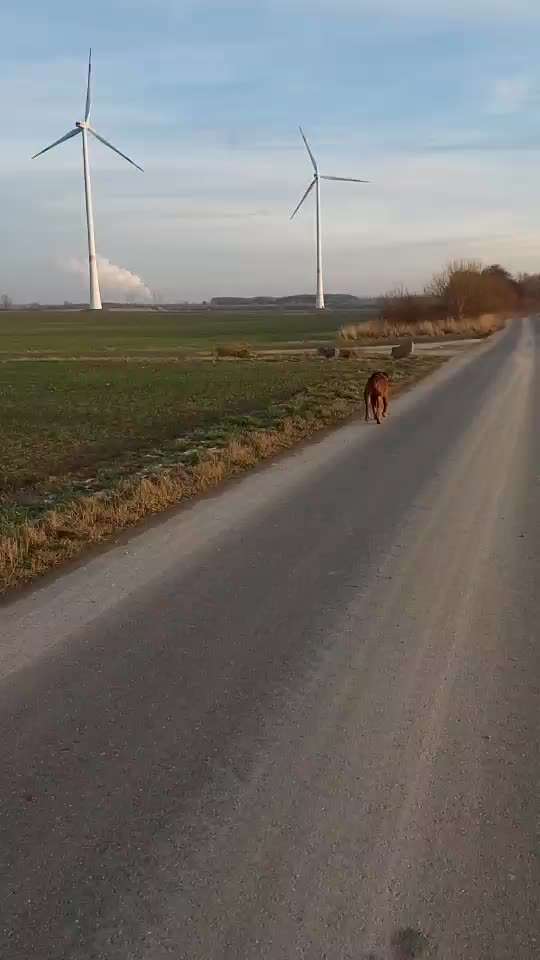 Rhodesian Ridgeback-Beitrag-Bild