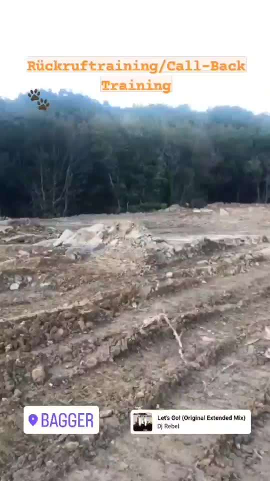 Rhodesian Ridgeback-Beitrag-Bild