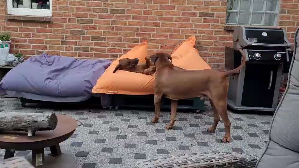 Rhodesian Ridgeback-Beitrag-Bild