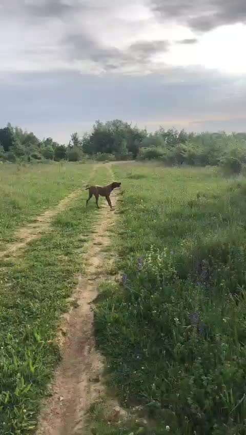 Rhodesian Ridgeback-Beitrag-Bild