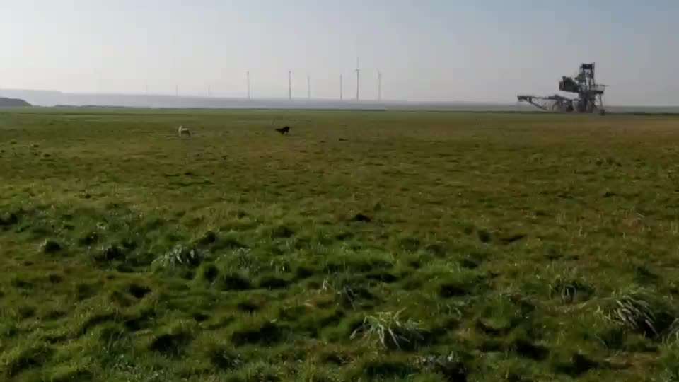 Rhodesian Ridgeback-Beitrag-Bild