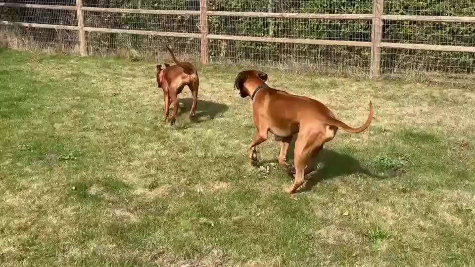 Rhodesian Ridgeback-Beitrag-Bild
