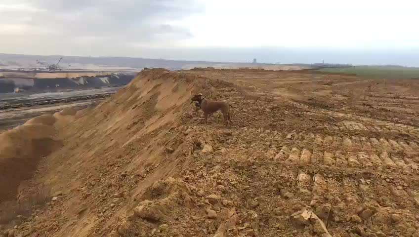 Rhodesian Ridgeback-Beitrag-Bild