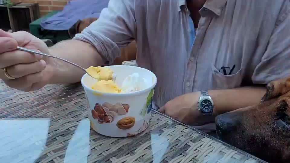 Rhodesian Ridgeback-Beitrag-Bild