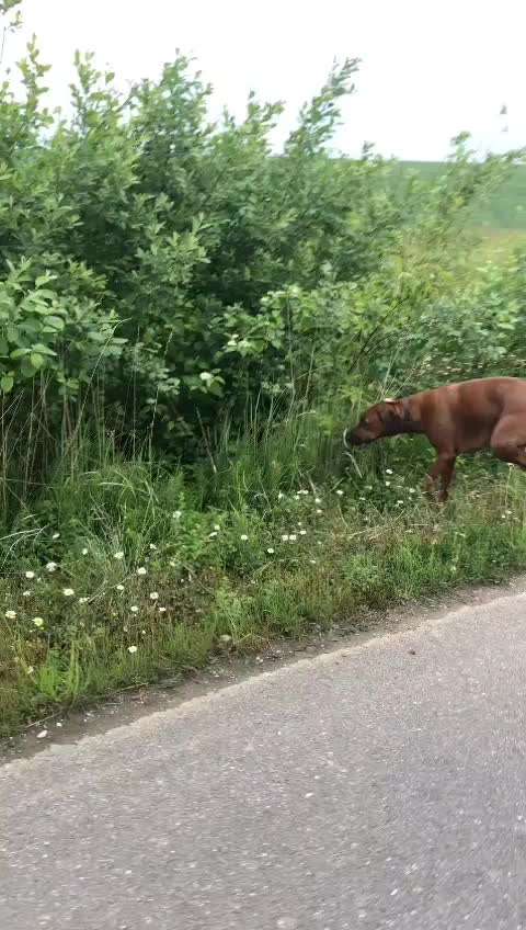 Rhodesian Ridgeback-Beitrag-Bild