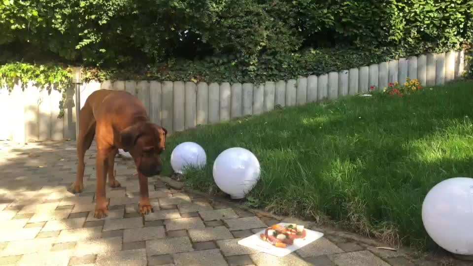 Rhodesian Ridgeback-Beitrag-Bild