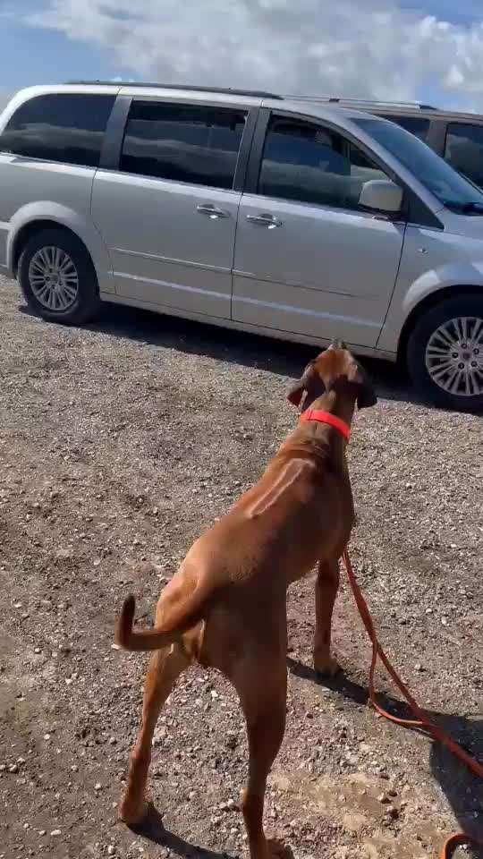 Rhodesian Ridgeback-Beitrag-Bild