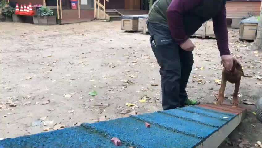 Rhodesian Ridgeback-Beitrag-Bild