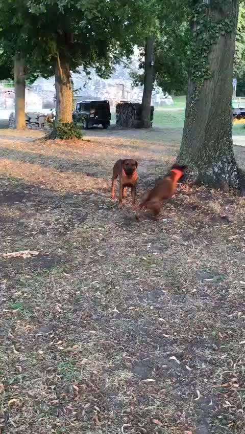 Rhodesian Ridgeback-Beitrag-Bild