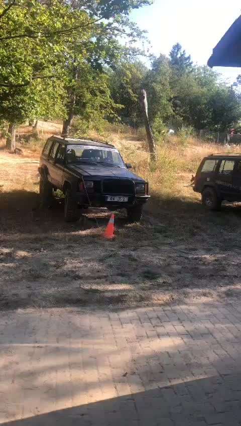 Rhodesian Ridgeback-Beitrag-Bild