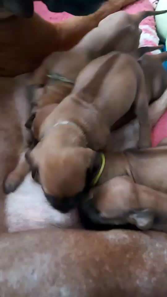 Rhodesian Ridgeback-Beitrag-Bild