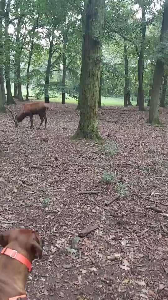 Rhodesian Ridgeback-Beitrag-Bild