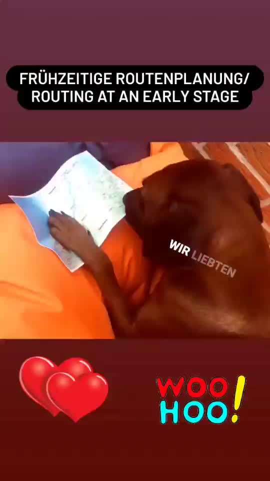 Rhodesian Ridgeback-Beitrag-Bild