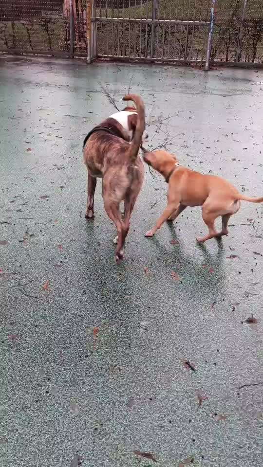 Bester Freund, Hundekumpel - zeigt her!-Beitrag-Bild