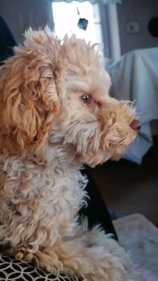 Alles rund um den Pudel-Beitrag-Bild