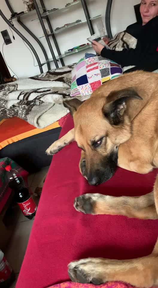 Welpe im Schlaf zuckt-Beitrag-Bild