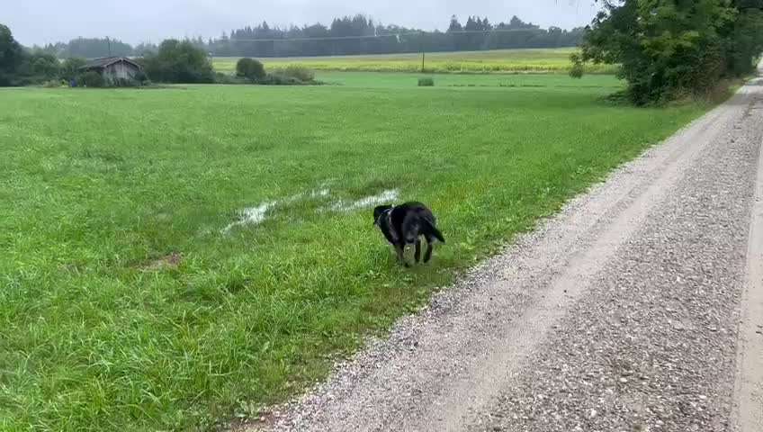 Video Challenge Nr.6
Auf den Spuren der Freiheit🐾🐾-Beitrag-Bild