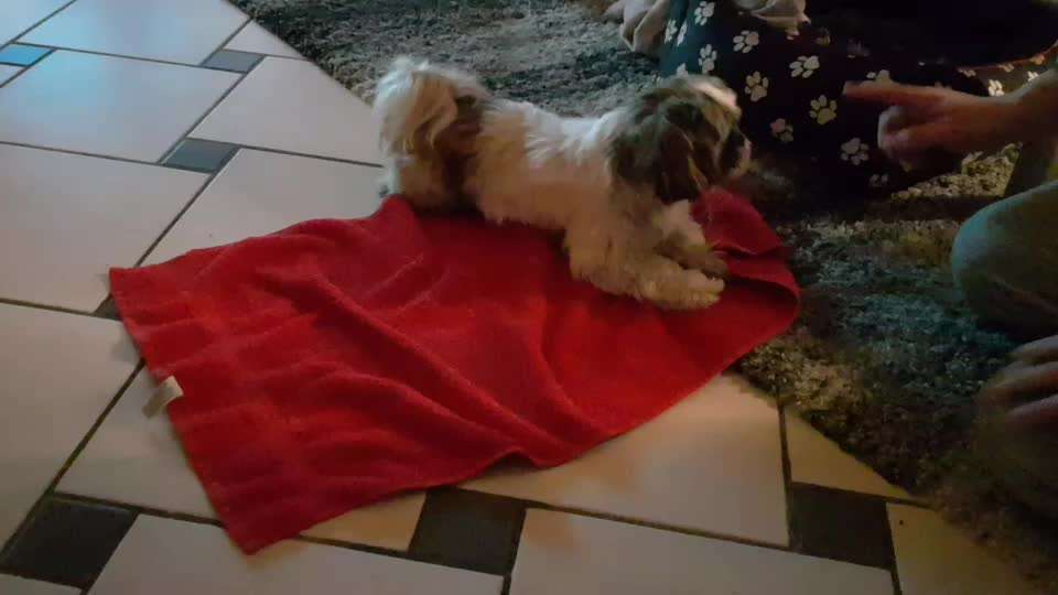 Dogorama Blog Challenge: Hundetricks-Beitrag-Bild