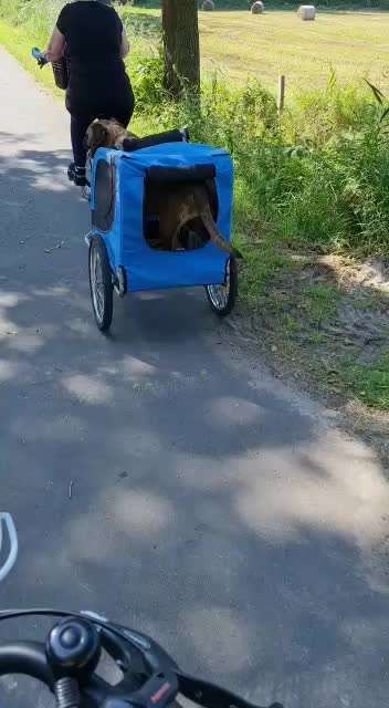 Radfahren mit Hund-Beitrag-Bild