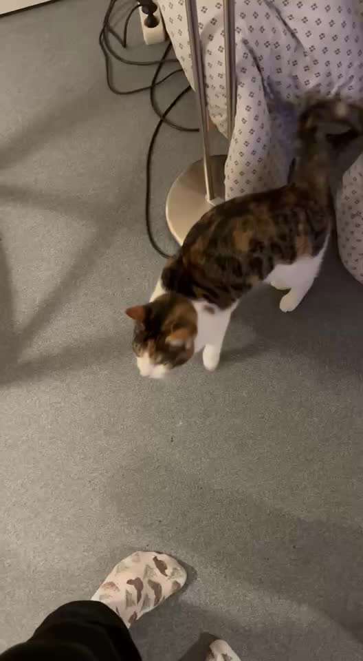 82. Trickspiel : Bleib!-Beitrag-Bild