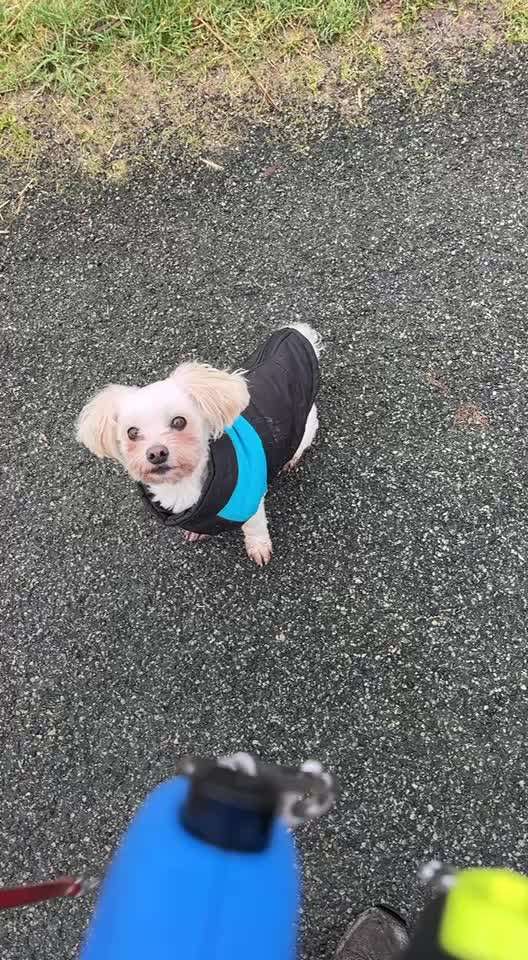 45. Tricktraining - Apportieren-Beitrag-Bild