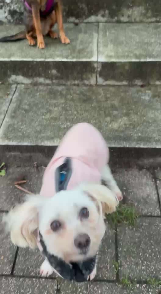 65. Gemeinsames Tricktraining: Rückwärts auf Gegenstand-Beitrag-Bild