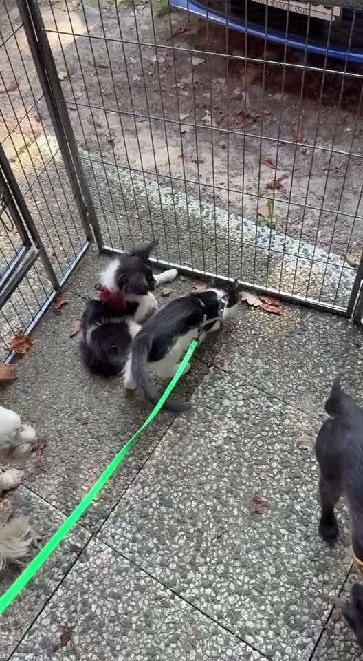 aktuelles Foto Gruppe Katzen & Hunde Freunde