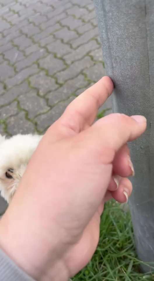 52. Gemeinsames Tricktraining: Umarmen-Beitrag-Bild