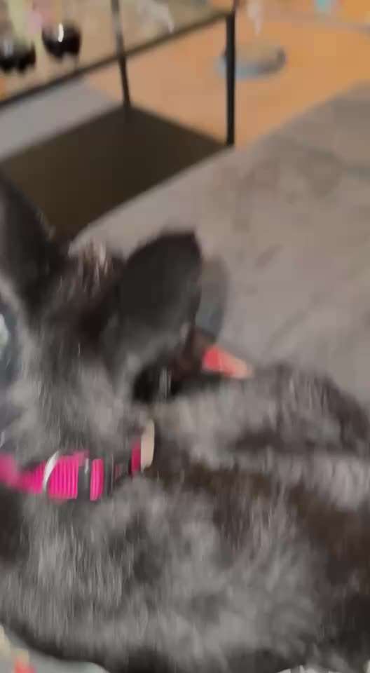 53. Impulskontroll übung- Bewegungsreize-Beitrag-Bild