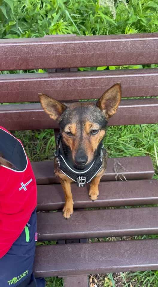 35. Impulskontrollübung "Kontakt mit anderen Tieren"-Beitrag-Bild