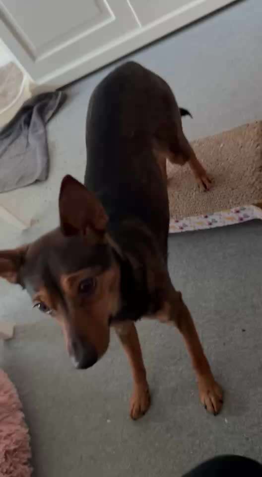 82. Trickspiel : Bleib!-Beitrag-Bild