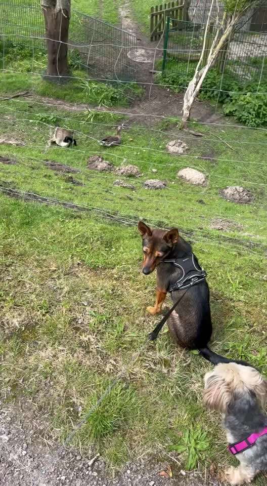 35. Impulskontrollübung "Kontakt mit anderen Tieren"-Beitrag-Bild