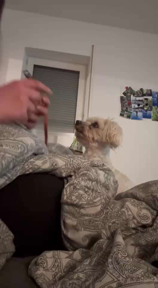 51. Impulskontrollchallenge: Maulkorb/ Ausrüstungsgegenstand tolerieren-Beitrag-Bild