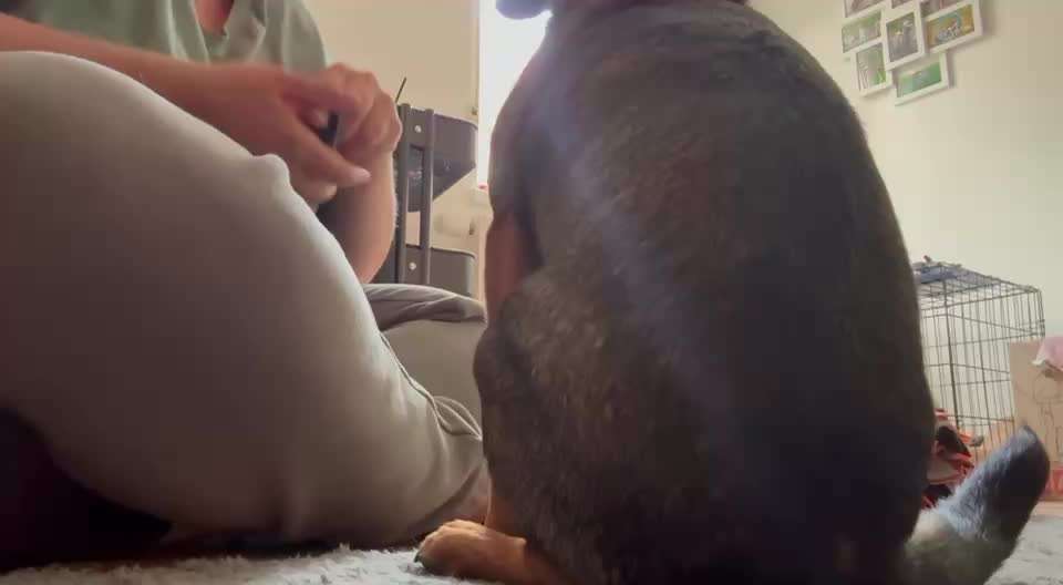 71. Gemeinsames Tricktraining: in etwas reinspringen-Beitrag-Bild