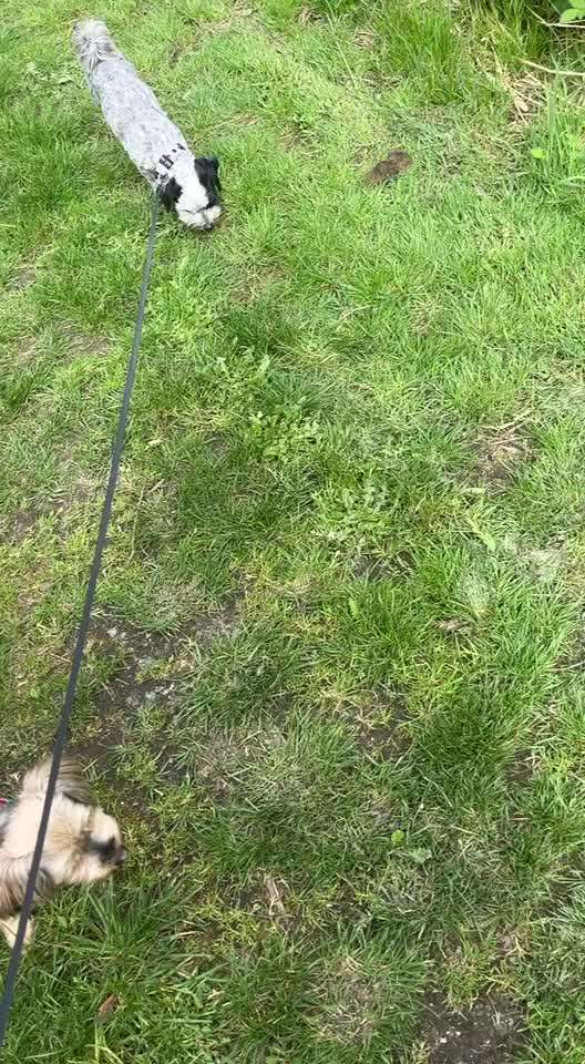 Hunde mitnehmen-Beitrag-Bild